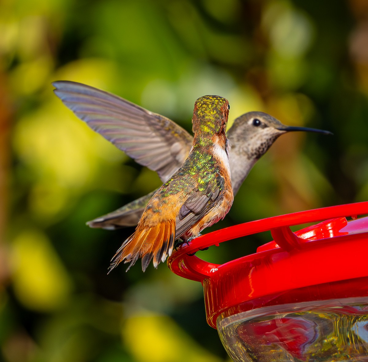 Allen's Hummingbird - ML626071018