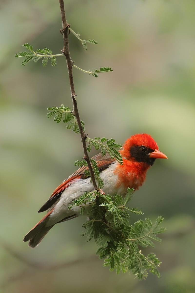 Red-headed Weaver - ML626071019