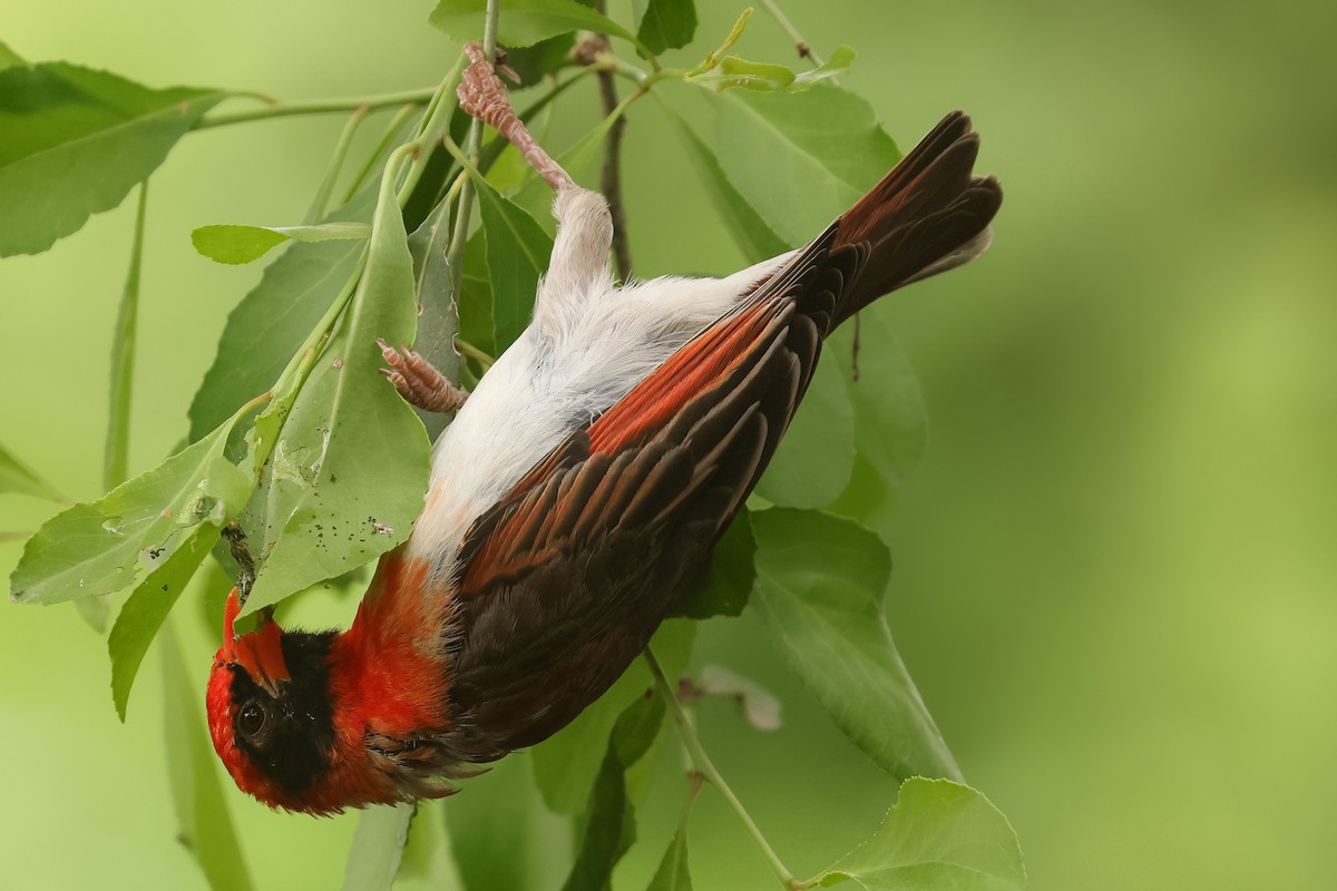 Red-headed Weaver - ML626071020