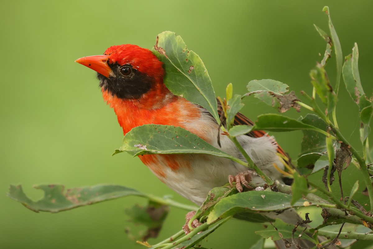 Red-headed Weaver - ML626071021