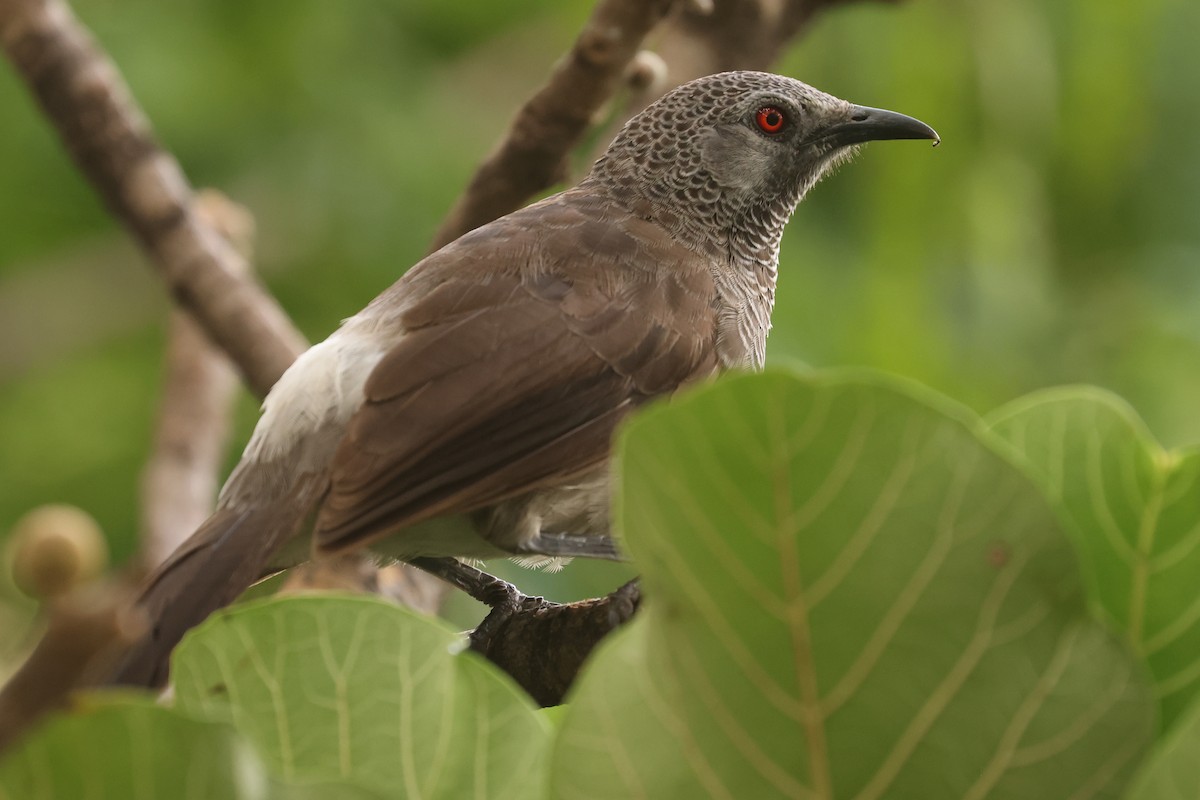 White-rumped Babbler - ML626071060