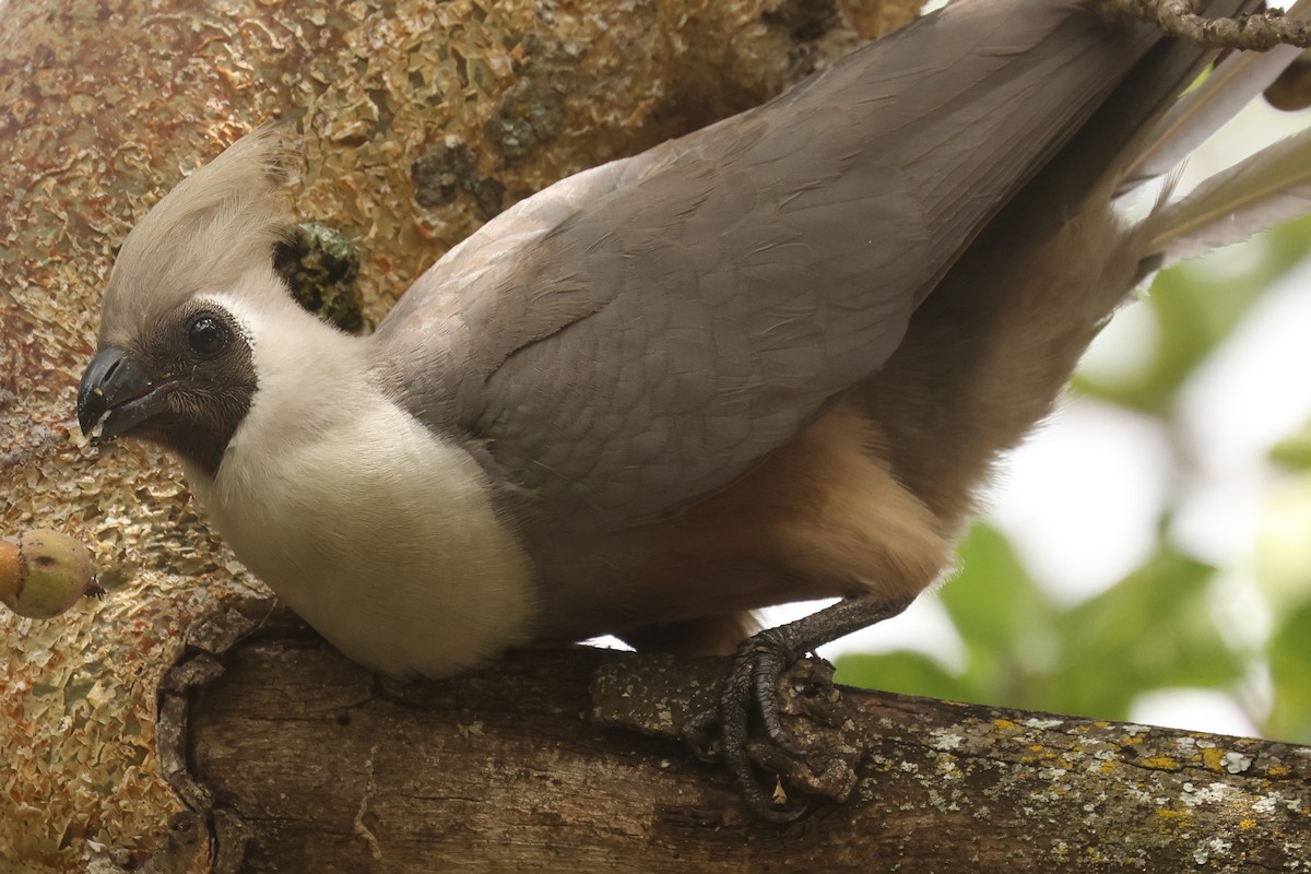 Bare-faced Go-away-bird - ML626071082