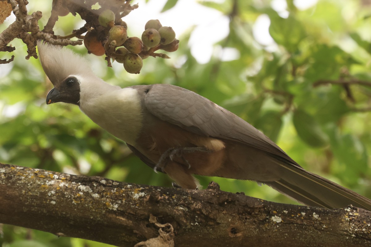 Bare-faced Go-away-bird - ML626071083