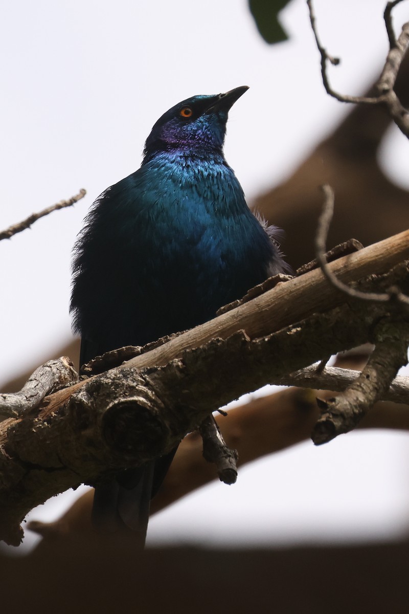 Lesser Blue-eared Starling - ML626071143