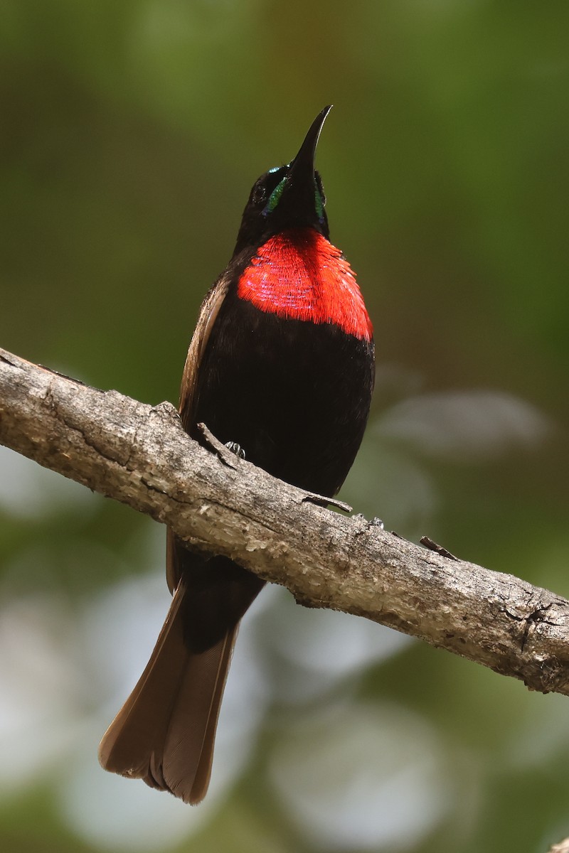 Scarlet-chested Sunbird - ML626071165