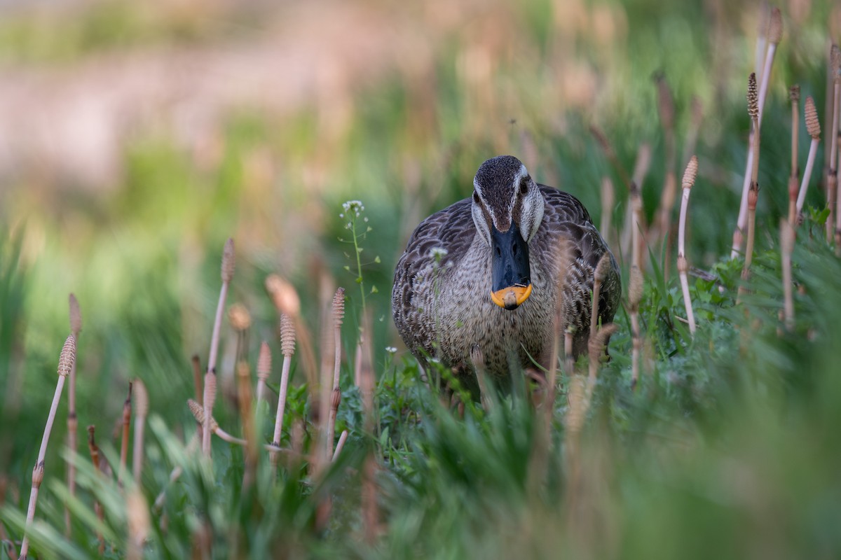 Eastern Spot-billed Duck - ML626071170