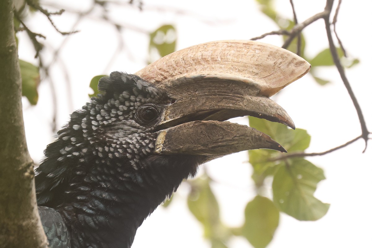 Silvery-cheeked Hornbill - ML626071218