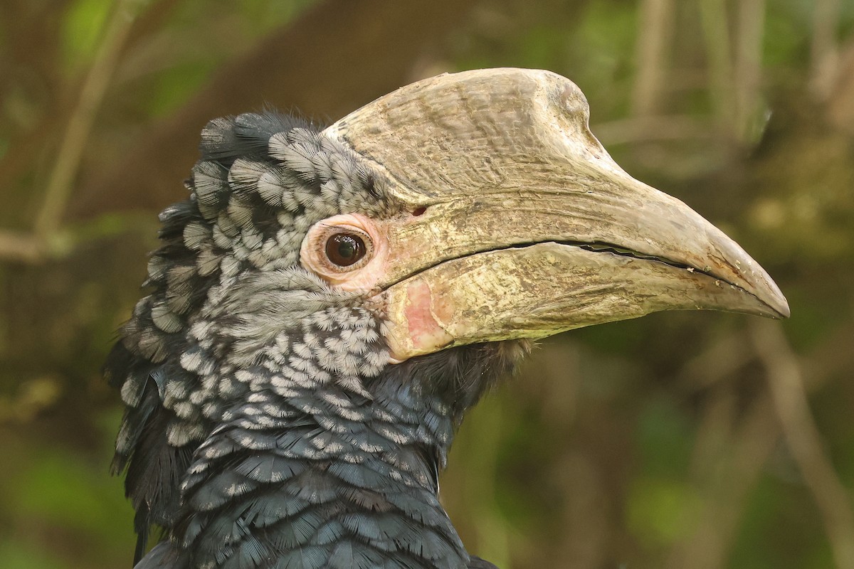 Silvery-cheeked Hornbill - ML626071219