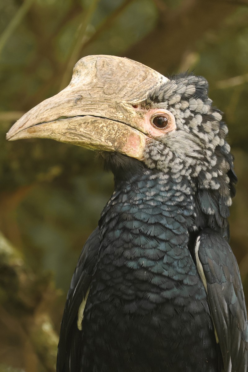 Silvery-cheeked Hornbill - ML626071220