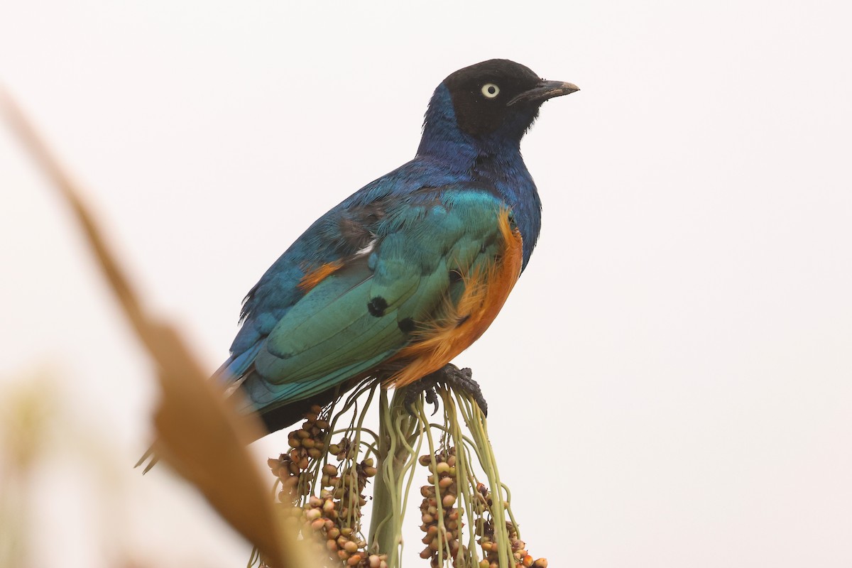 Superb Starling - ML626071261