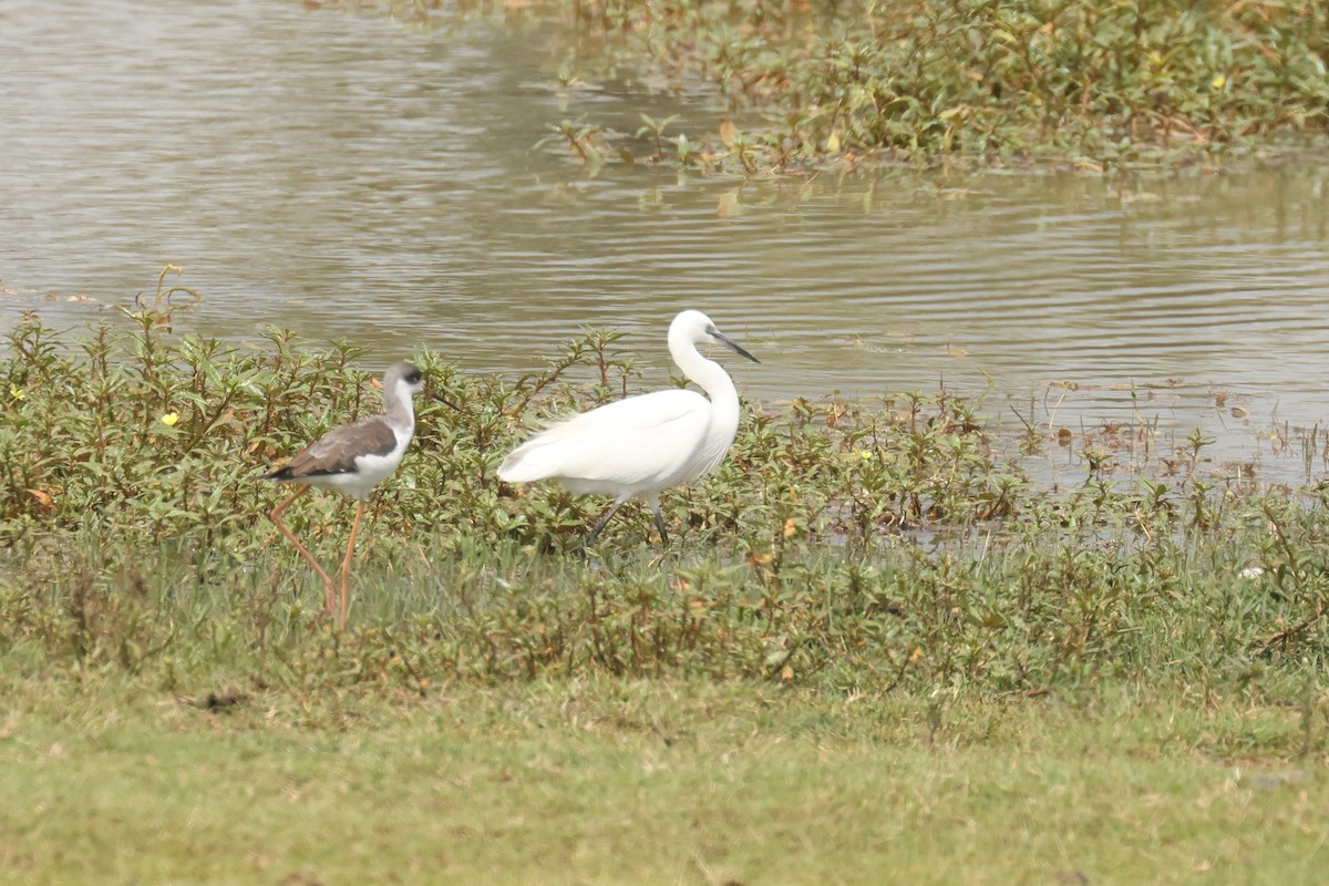 Little Egret - ML626071270