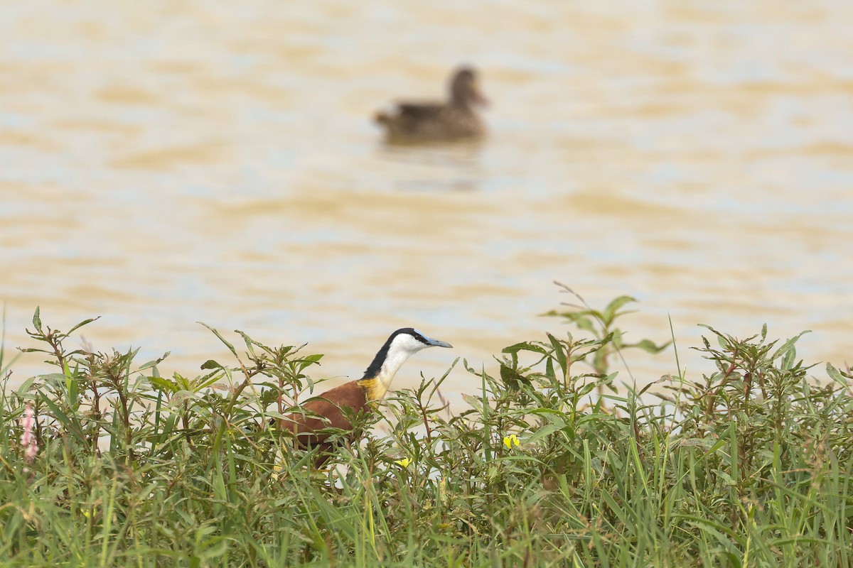 African Jacana - ML626071277