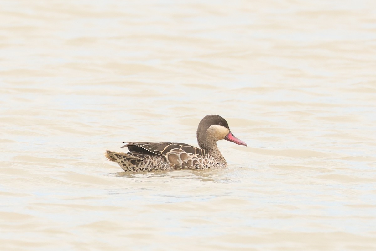 Red-billed Duck - ML626071290