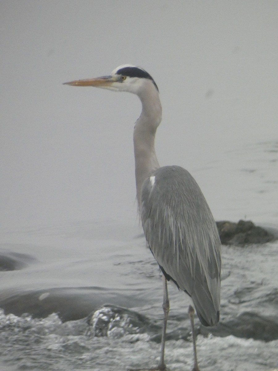 Gray Heron - ML626071310