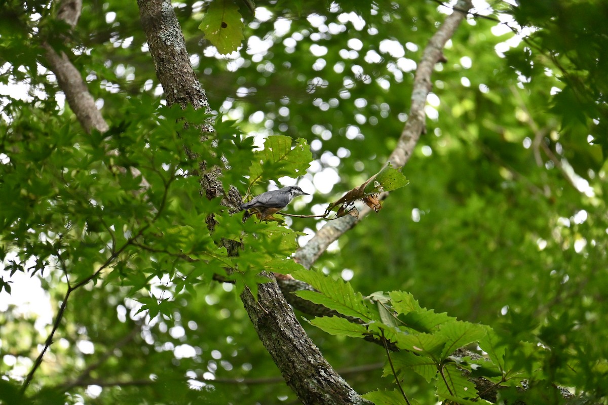 Eurasian Nuthatch - ML626071351
