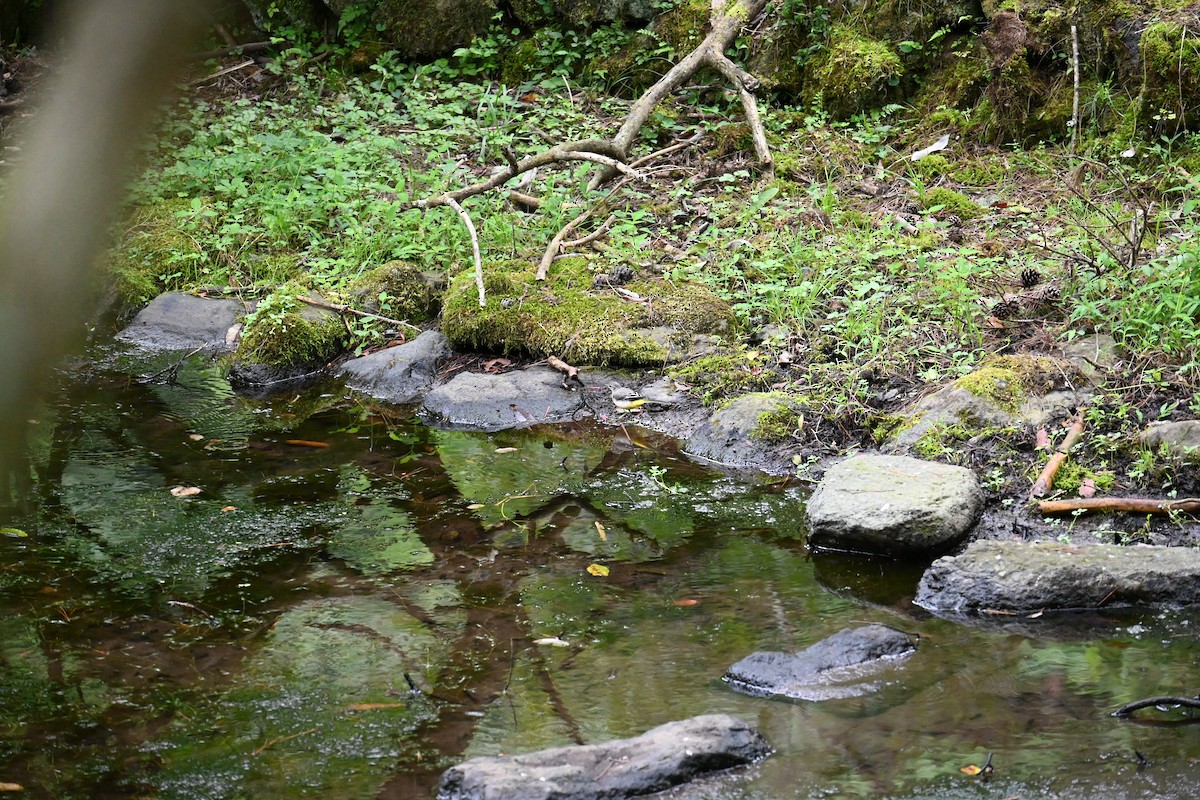 Gray Wagtail - ML626071354