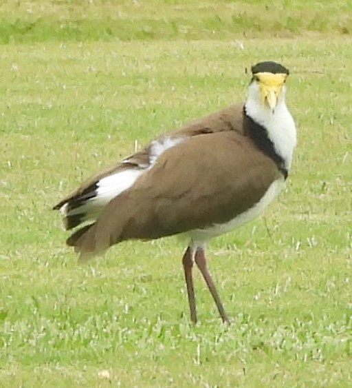 Masked Lapwing - ML626071473