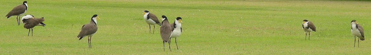 Masked Lapwing - ML626071474