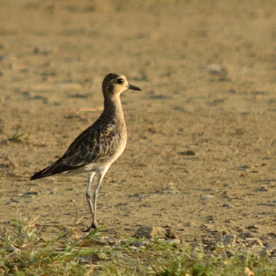 Pacific Golden-Plover - ML626071541