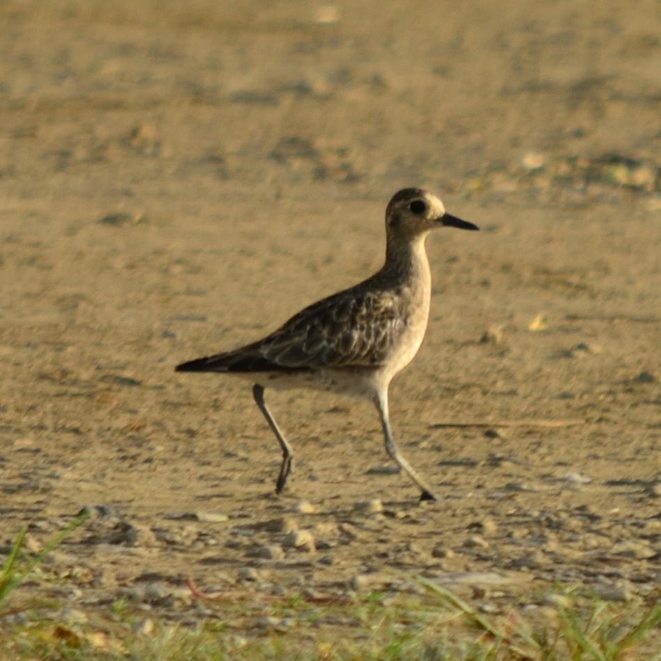 Pacific Golden-Plover - ML626071542