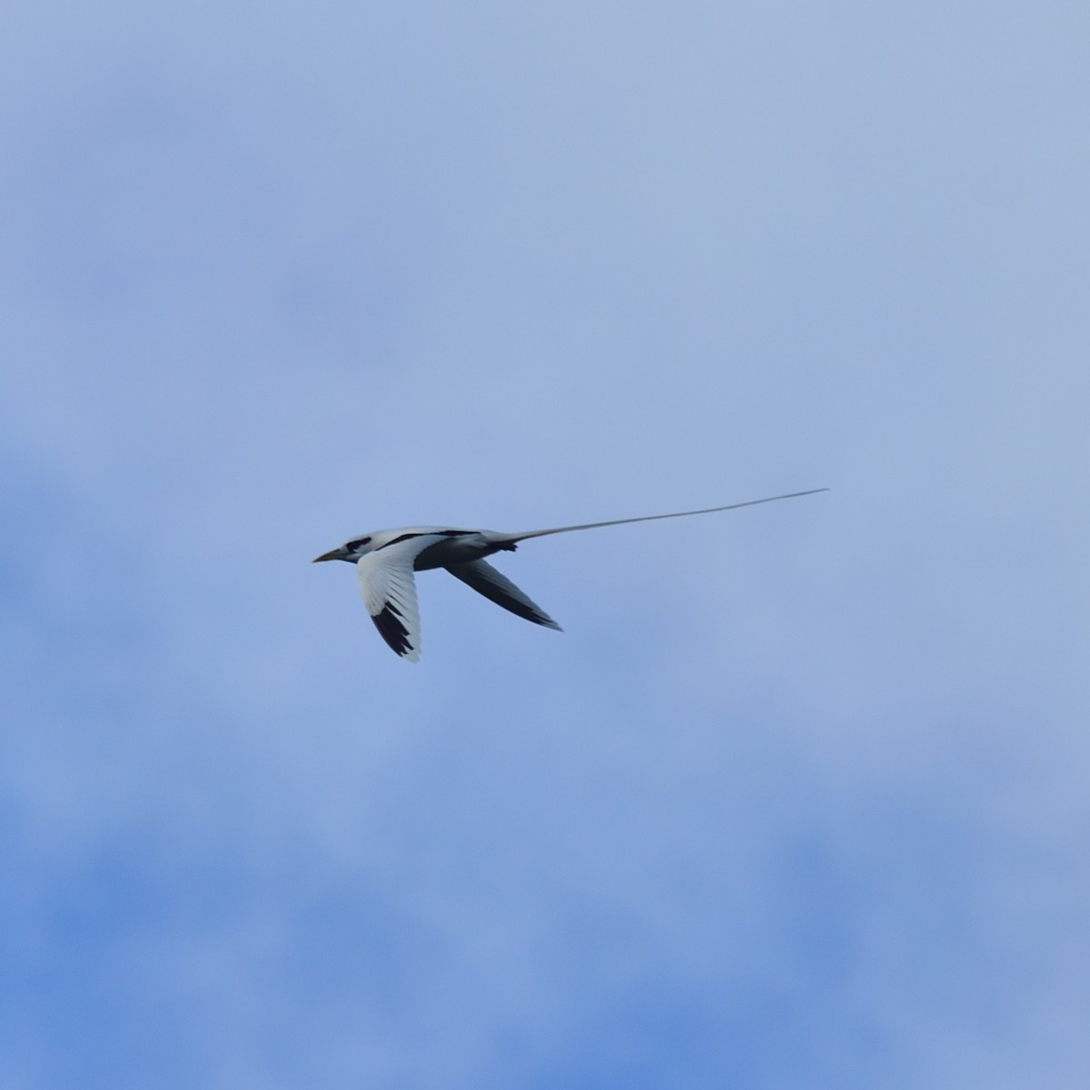 White-tailed Tropicbird - ML626071589