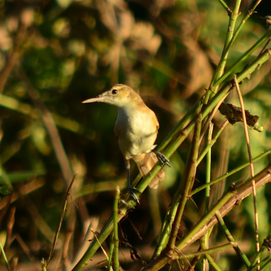 Caroline Reed Warbler - ML626071613