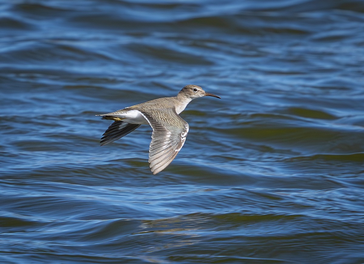 Spotted Sandpiper - ML626071629