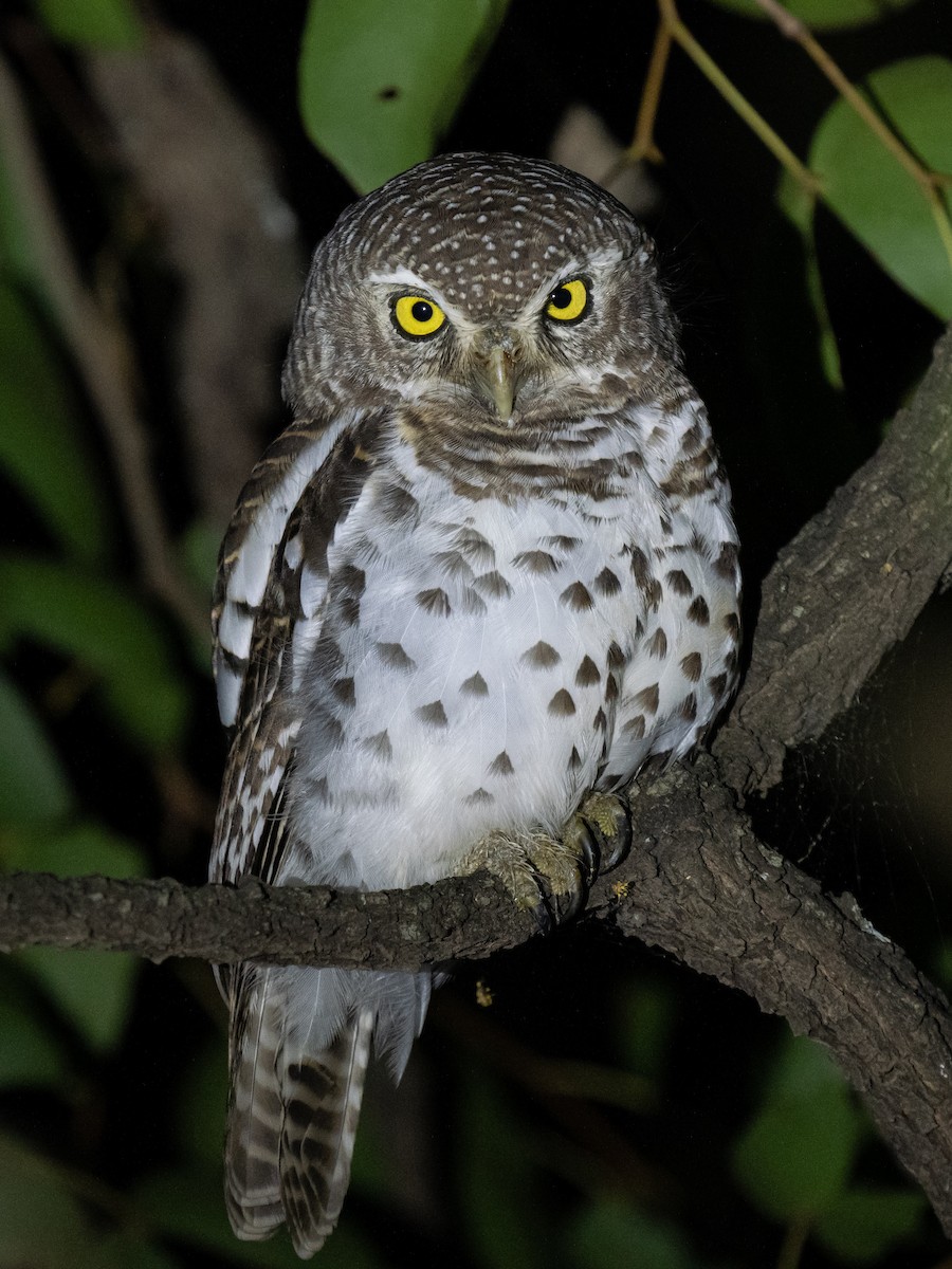 African Barred Owlet - ML626071875