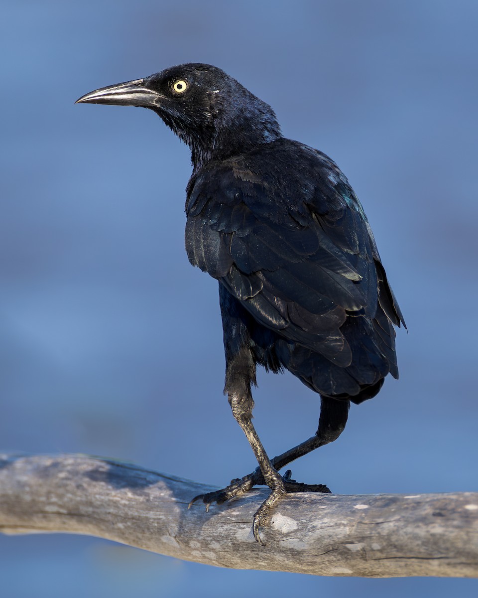 Great-tailed Grackle - ML626071894