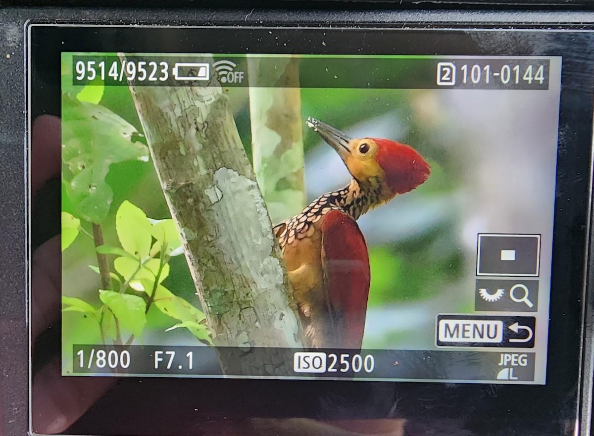 Yellow-faced Flameback - ML626071987