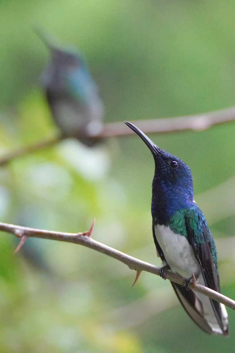 White-necked Jacobin - ML626072009