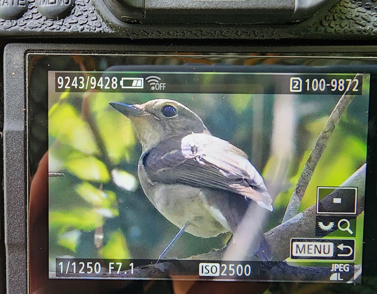 Negros Jungle Flycatcher - ML626072011