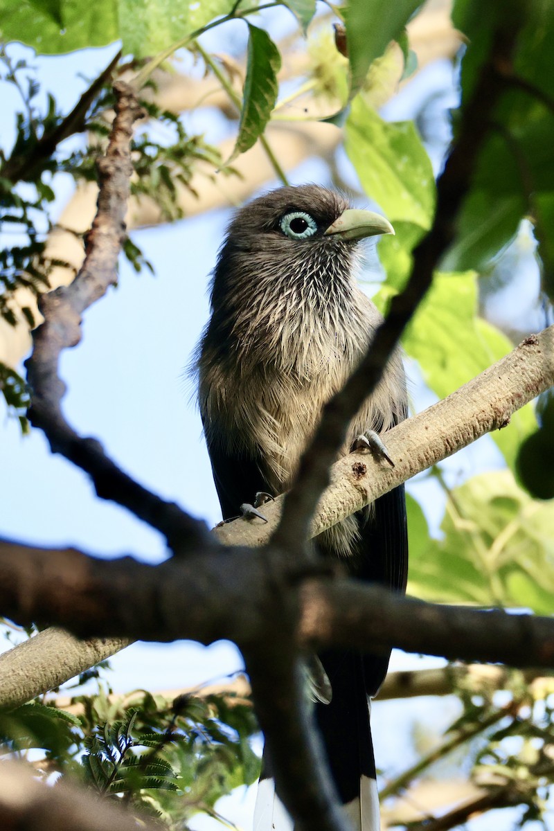 Blue-faced Malkoha - ML626072100