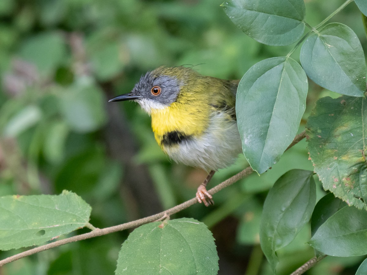 Apalis Pechigualdo - ML626072163