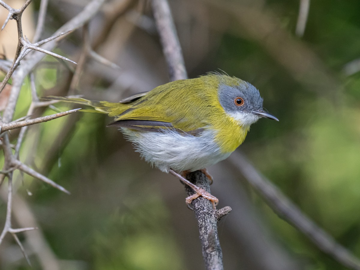 Apalis Pechigualdo - ML626072164