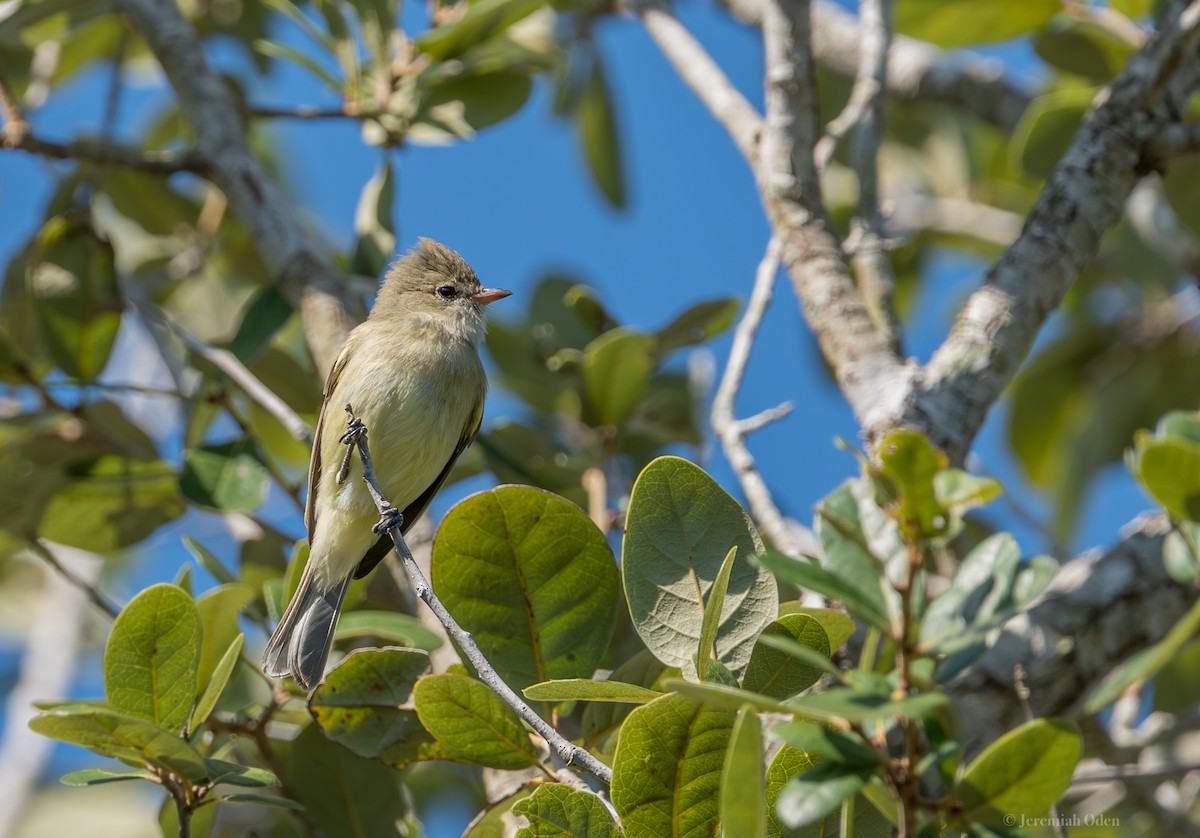 Northern Beardless-Tyrannulet - ML626072225