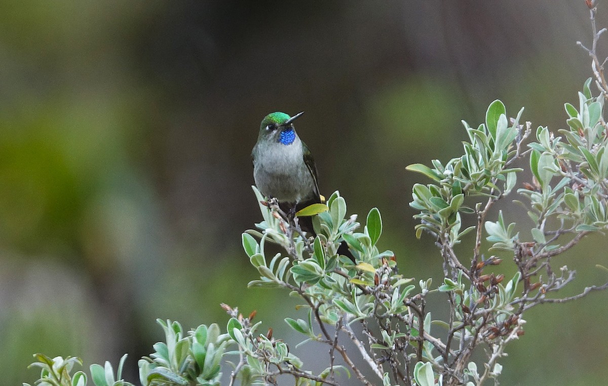 Gray-bellied Comet - ML626072356