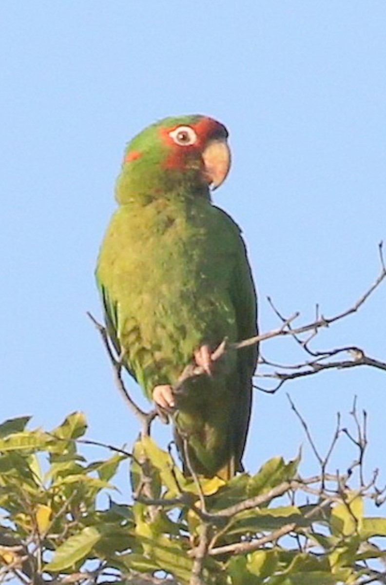 Mitred Parakeet - ML626072411