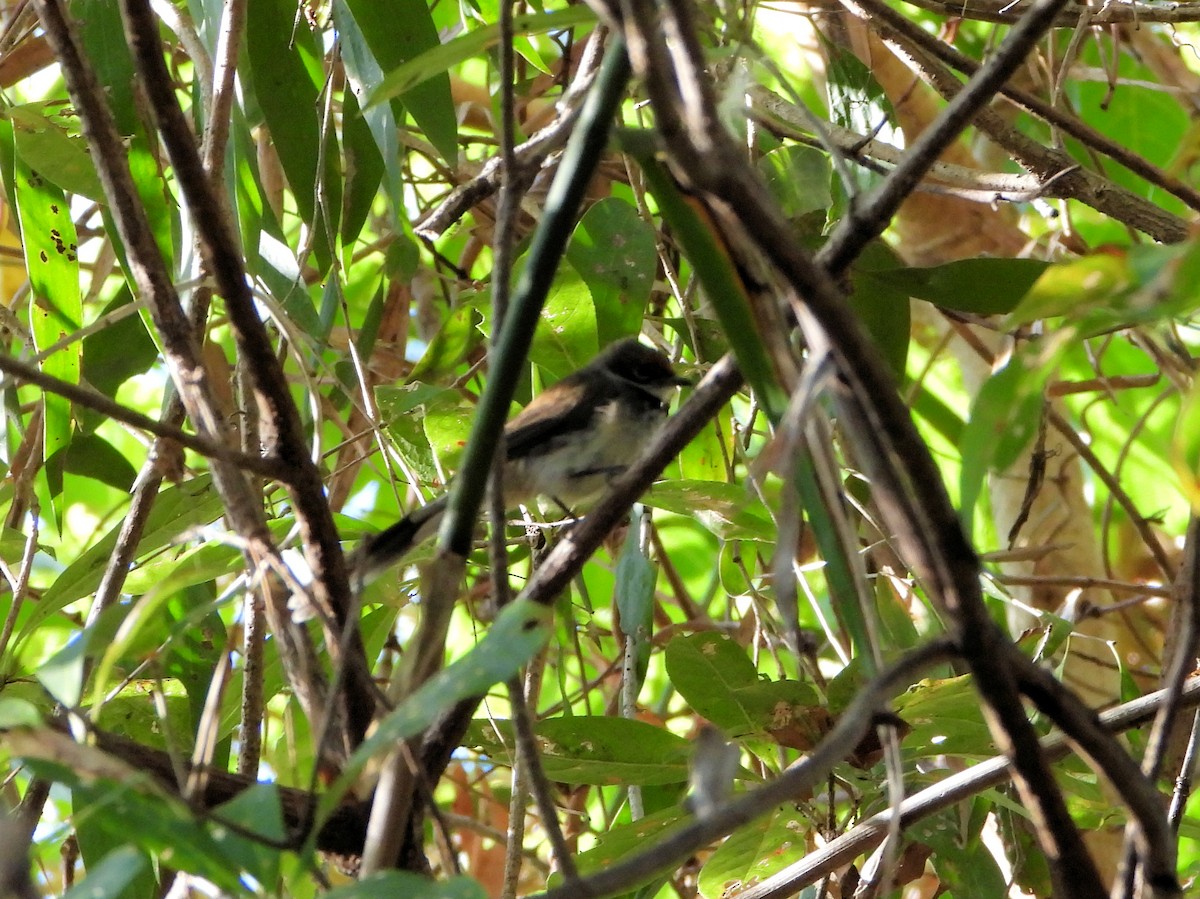 Arafura Fantail - ML626072438
