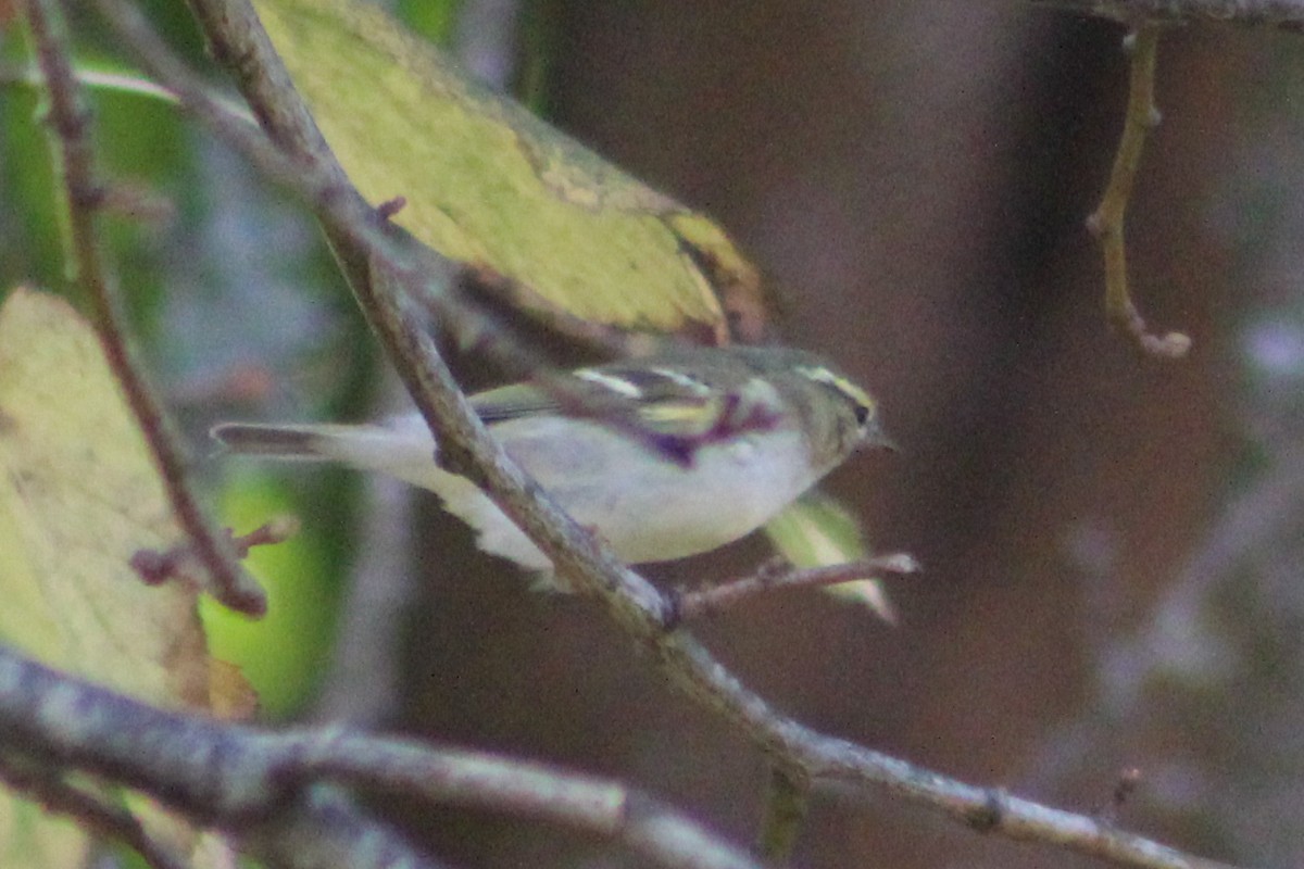 Yellow-browed Warbler - ML626072474