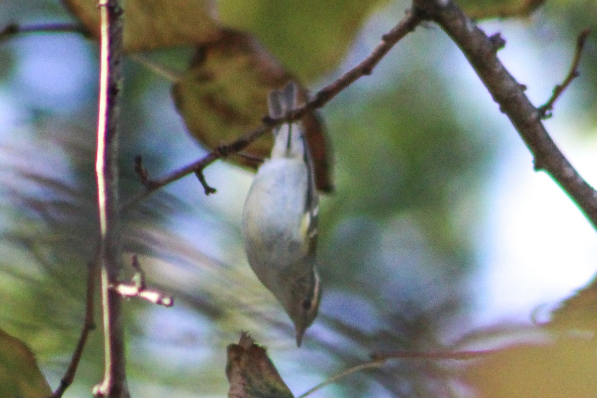 Yellow-browed Warbler - ML626072480