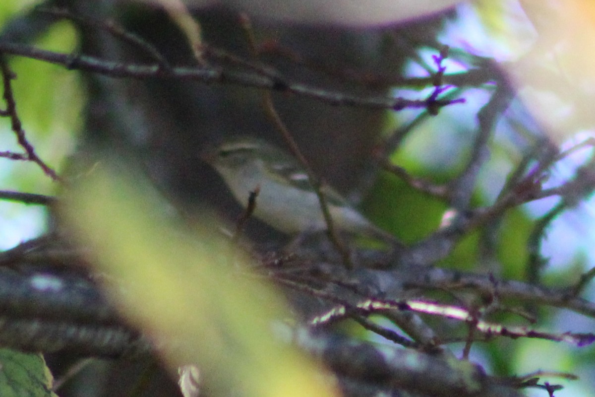 Yellow-browed Warbler - ML626072481