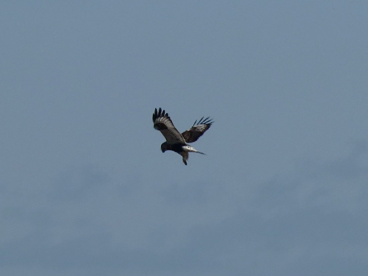 Rough-legged Hawk - ML626072509