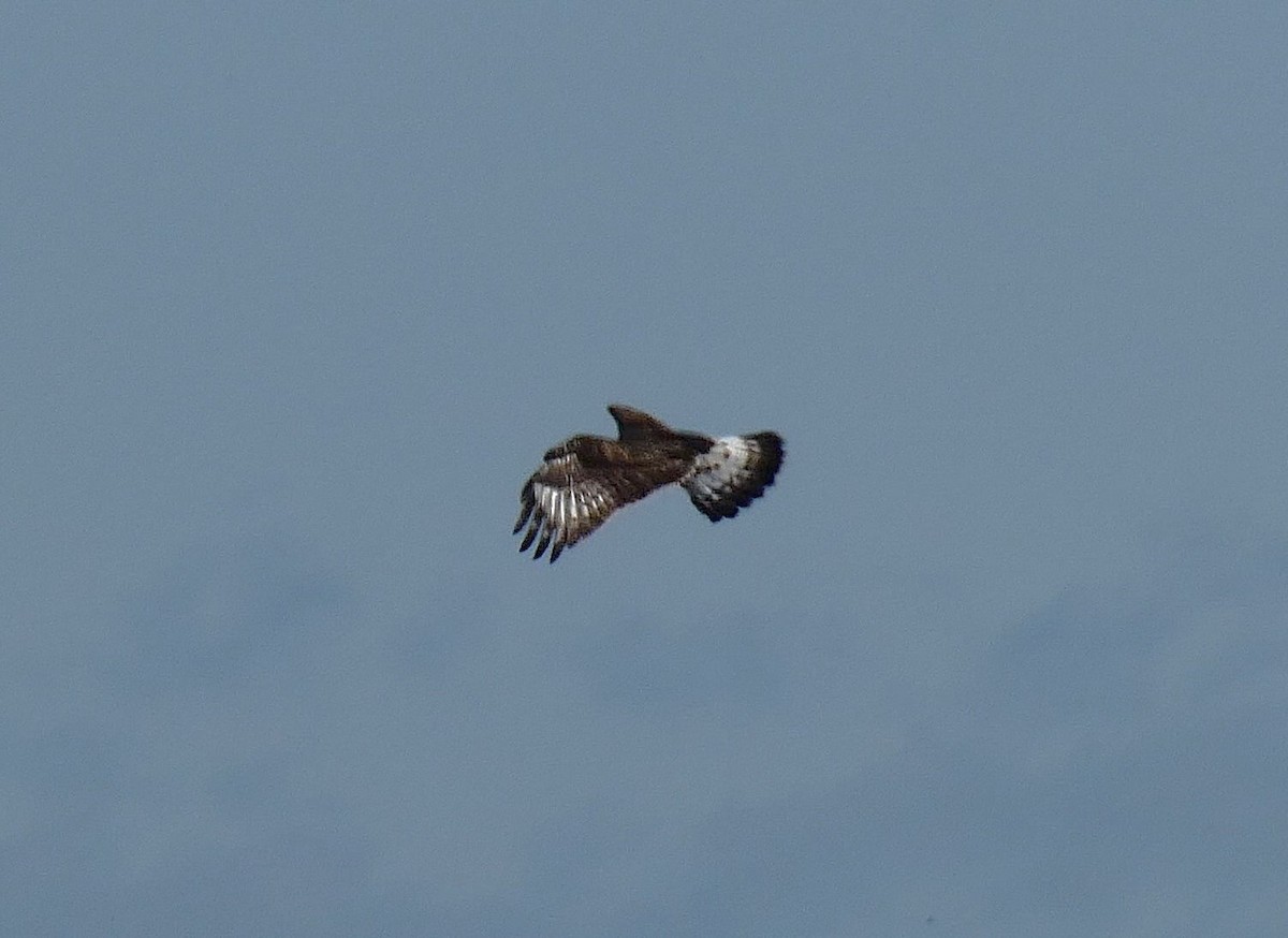 Rough-legged Hawk - ML626072510