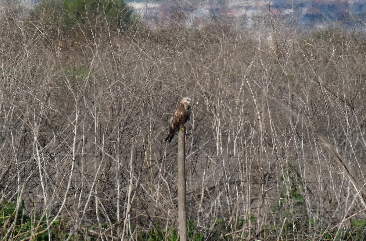 Rough-legged Hawk - ML626072511