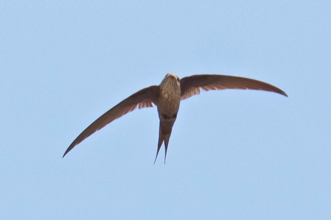 Malagasy Palm Swift - ML626072522