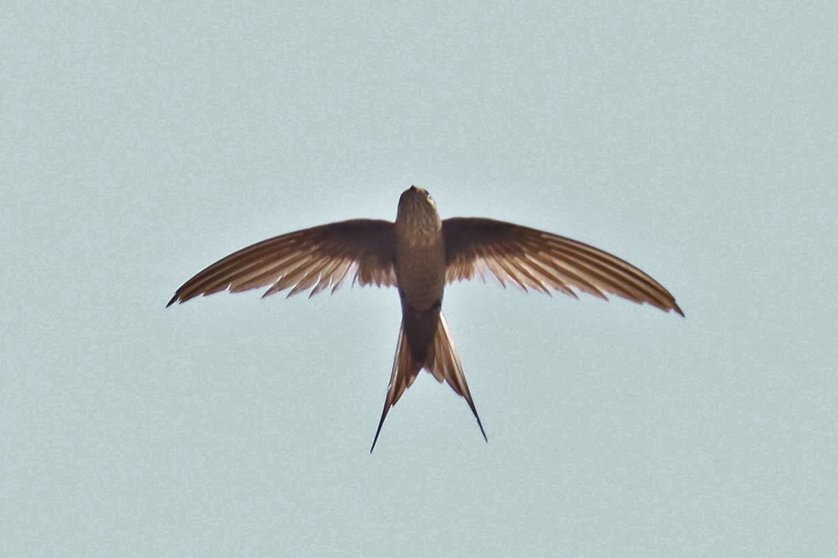Malagasy Palm Swift - ML626072523