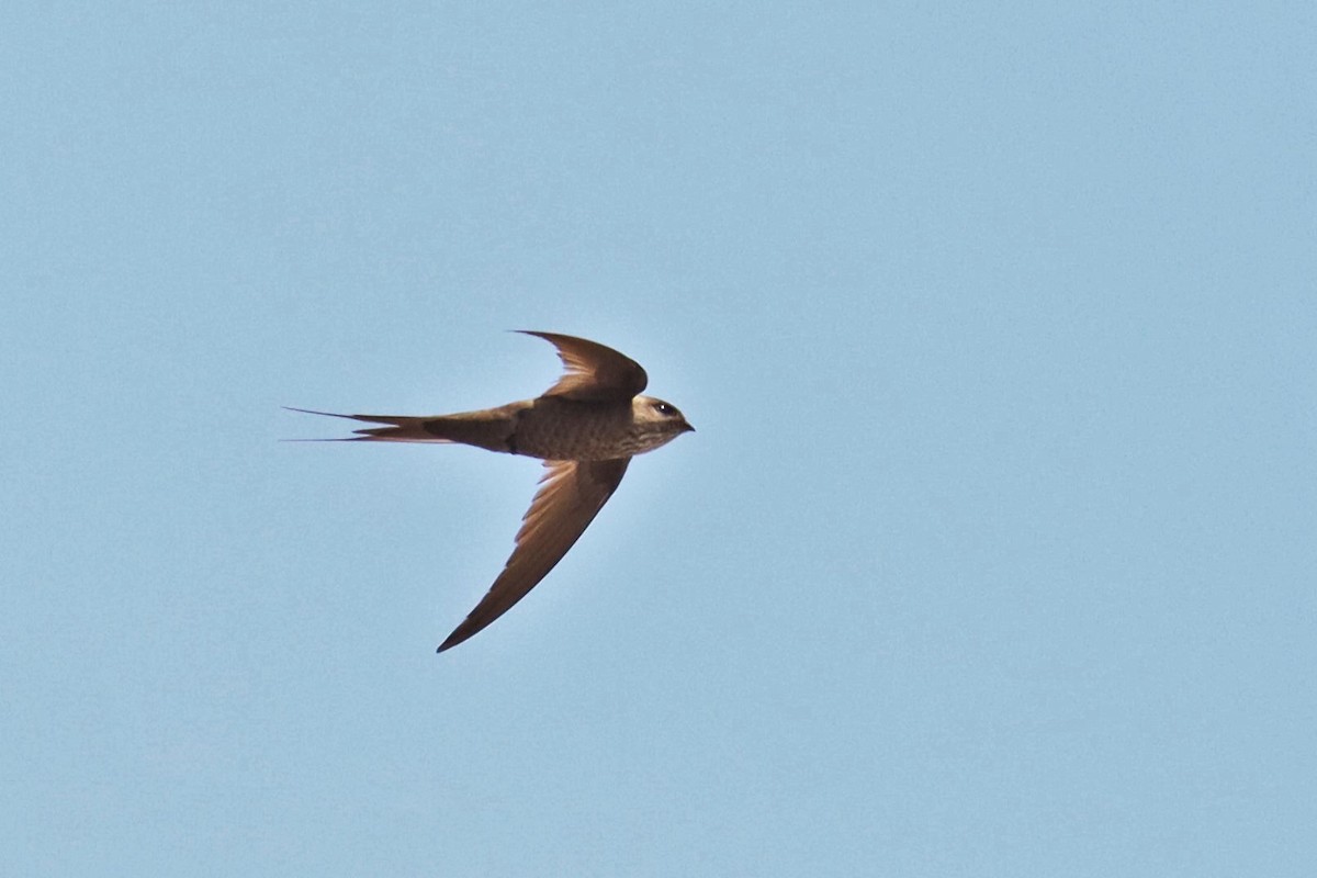 Malagasy Palm Swift - ML626072524