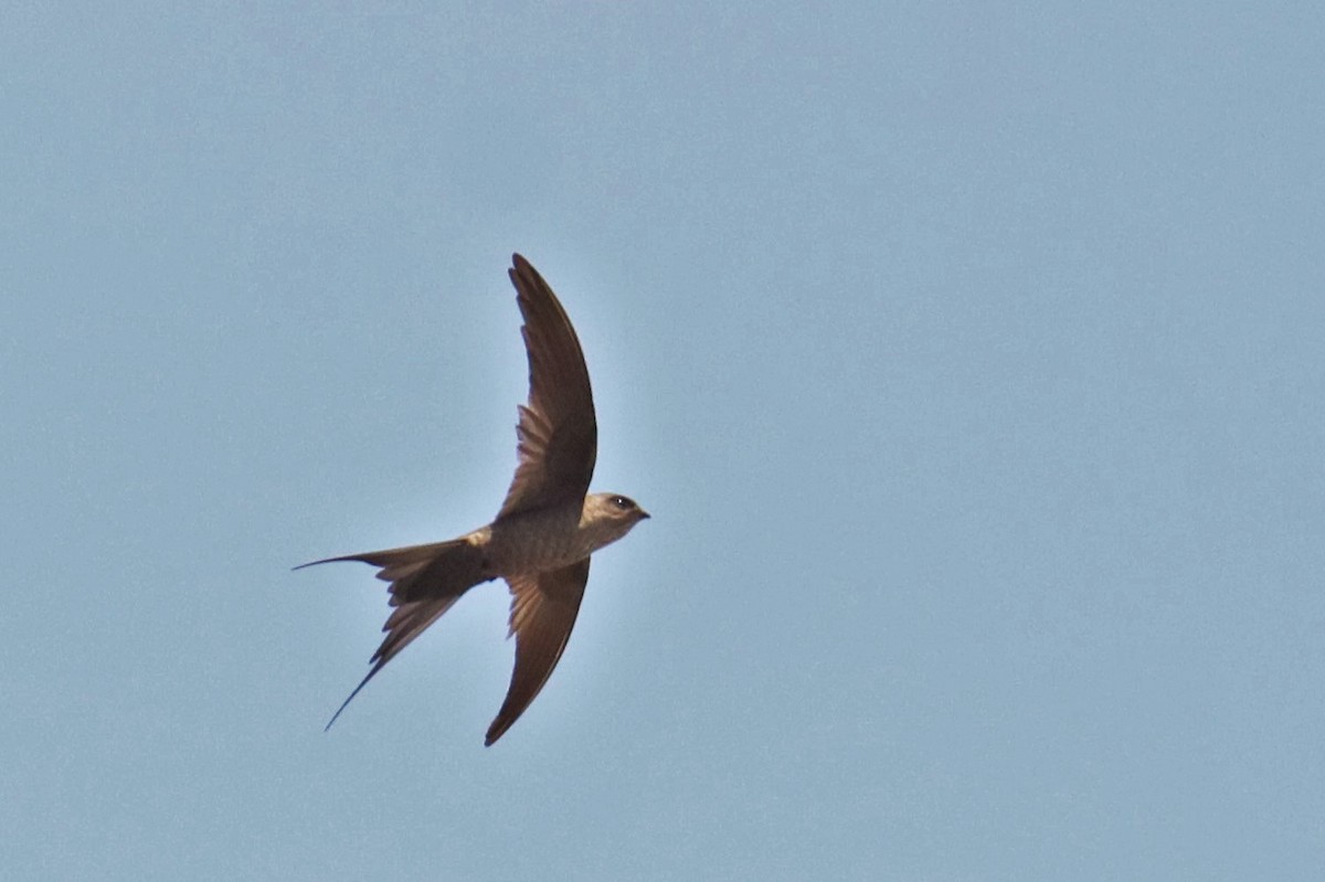 Malagasy Palm Swift - ML626072525