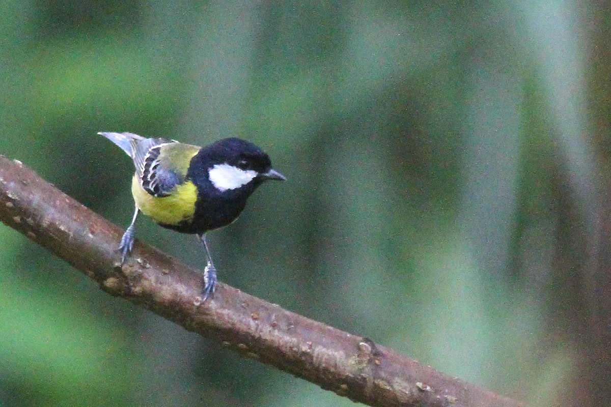 Green-backed Tit - ML626072541